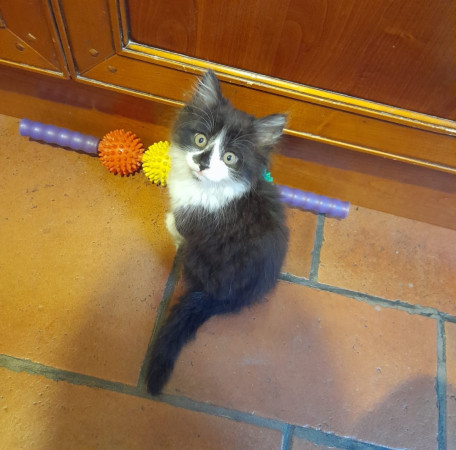 Котенок Юка ищет дом. В дар!, котенок 2 месяца