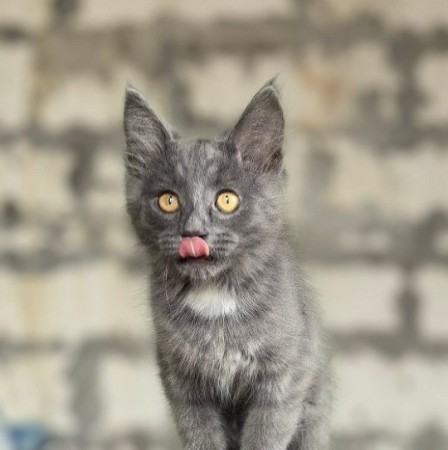 Маленькая Мотечка ищет семью!, котенок 3 месяца