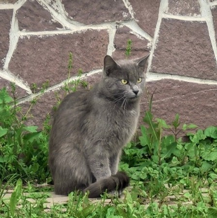 Маленькая Мотечка ищет семью!, котенок 3 месяца