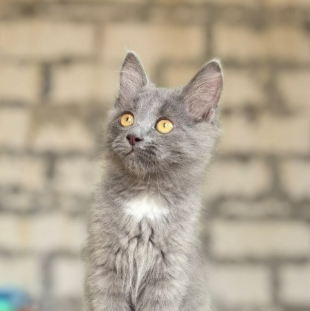 Фаня ищет семью!, котенок 3 месяца