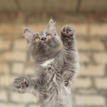 Фаня ищет семью!, котенок 3 месяца