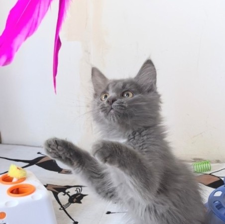 Фаня ищет семью!, котенок 3 месяца