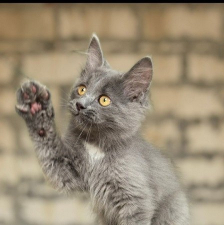 Фаня ищет семью!, котенок 3 месяца