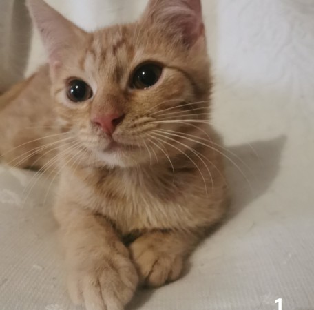 Котята в добрые руки. В дар!, котенок 3 месяца