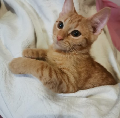 Котята в добрые руки. В дар!, котенок 3 месяца