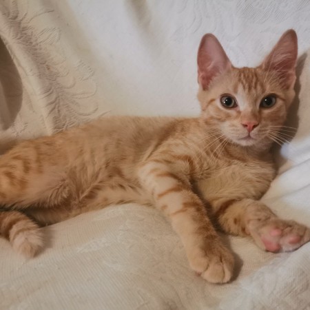 Котята в добрые руки. В дар!, котенок 3 месяца
