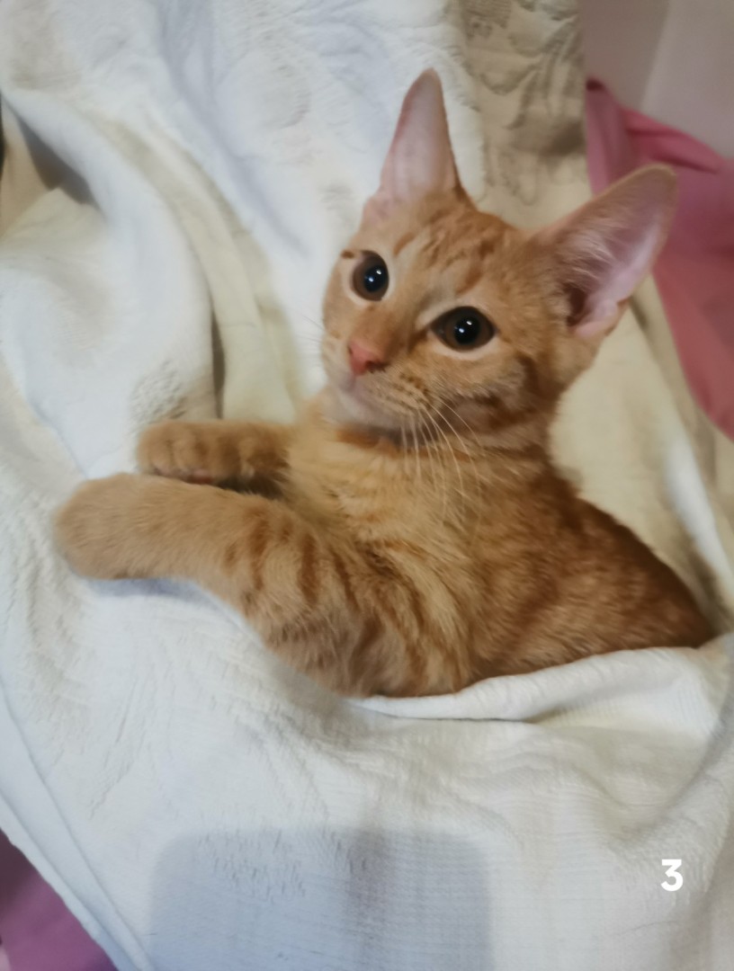 Котята в добрые руки. В дар!, котенок 3 месяца