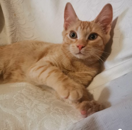 Котята в добрые руки. В дар!, котенок 3 месяца