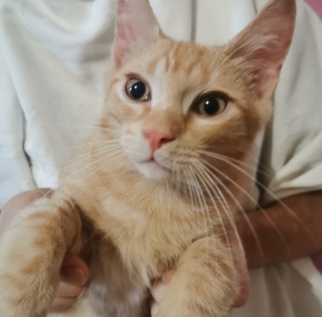 Котята в добрые руки. В дар!, котенок 3 месяца
