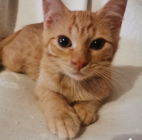 Котята в добрые руки. В дар!, котенок 3 месяца