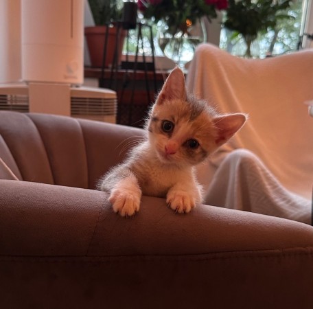Котята в добрые руки , котенок 2 месяца