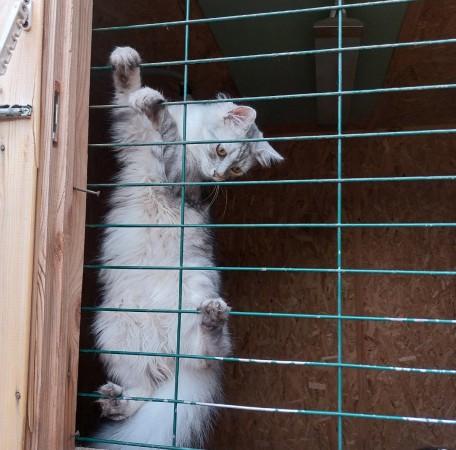 Котенок Пряник живёт в приюте для собак. Ему нужен дом. В дар!, котенок 8 месяцев