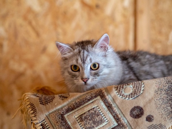 Котенок Пряник живёт в приюте для собак. Ему нужен дом. В дар!, котенок 8 месяцев