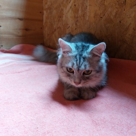 Котенок Пряник живёт в приюте для собак. Ему нужен дом. В дар!, котенок 8 месяцев