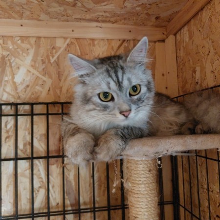 Котенок Пряник живёт в приюте для собак. Ему нужен дом. В дар!, котенок 8 месяцев
