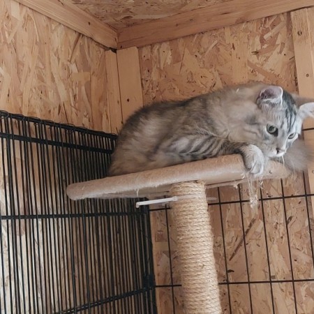 Котенок Пряник живёт в приюте для собак. Ему нужен дом. В дар!, котенок 8 месяцев