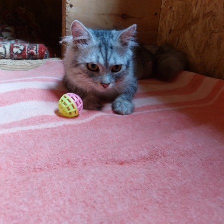 Котенок Пряник живёт в приюте для собак. Ему нужен дом. В дар!, котенок 8 месяцев