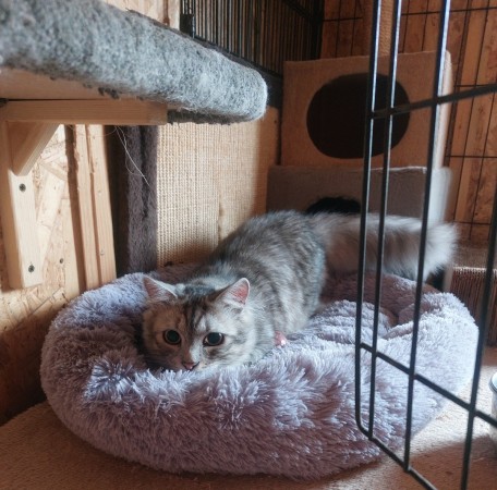 Котенок Пряник живёт в приюте для собак. Ему нужен дом. В дар!, котенок 8 месяцев