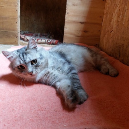 Котенок Пряник живёт в приюте для собак. Ему нужен дом. В дар!, котенок 8 месяцев