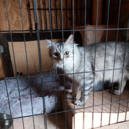 Котенок Пряник живёт в приюте для собак. Ему нужен дом. В дар!, котенок 8 месяцев