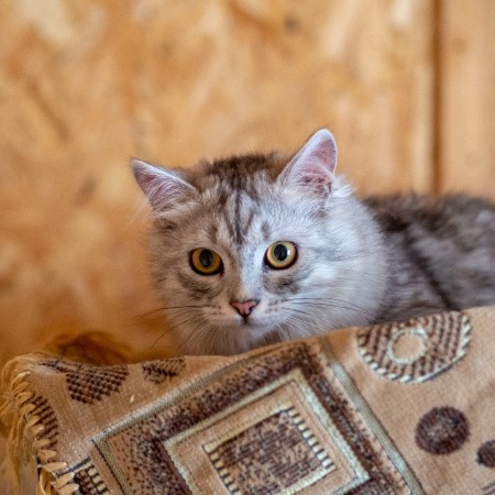 Котенок Пряник живёт в приюте для собак. Ему нужен дом. В дар!, котенок 8 месяцев