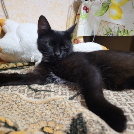 Черничка котенок из фильма Поток в дар! 