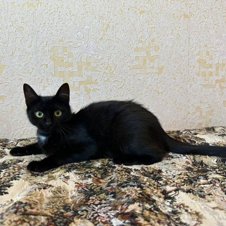 Черничка котенок из фильма Поток в дар! 