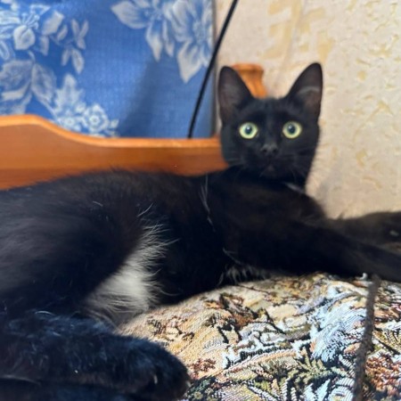 Черничка котенок из фильма Поток в дар! 