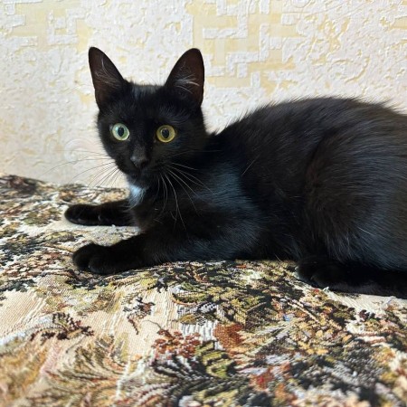 Черничка котенок из фильма Поток в дар! 