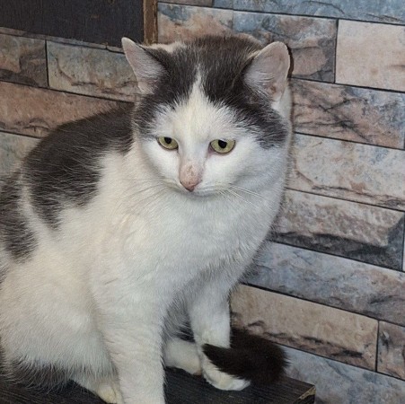 Чудесный котик Матвей ищет дом. В дар! , Черный с белым, Котельники, Кот в добрые руки