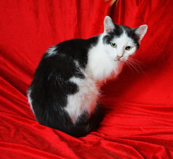 Чудесный котик Матвей ищет дом. В дар! , Черный с белым, Котельники, Кот в добрые руки