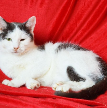 Чудесный котик Матвей ищет дом. В дар! , Черный с белым, Котельники, Кот в добрые руки