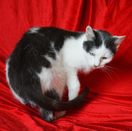 Чудесный котик Матвей ищет дом. В дар! , Черный с белым, Котельники, Кот в добрые руки