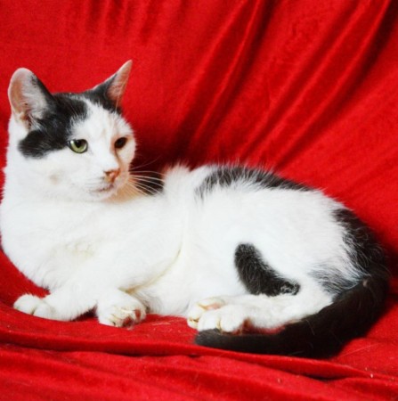 Чудесный котик Матвей ищет дом. В дар! , Черный с белым, Котельники, Кот в добрые руки
