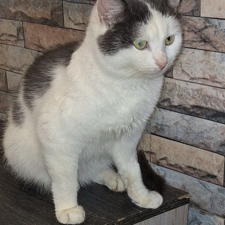 Чудесный котик Матвей ищет дом. В дар! , Черный с белым, Котельники, Кот в добрые руки