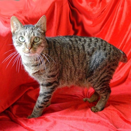 Невероятный кот Кузьма мщет дом! В дар! , Табби, Котельники, Кот в добрые руки