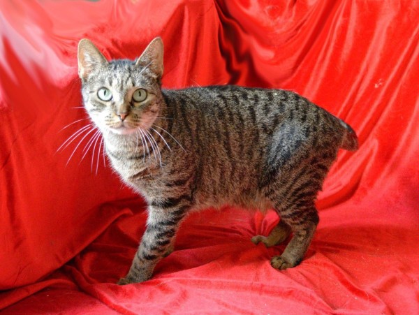 Невероятный кот Кузьма мщет дом! В дар! , Табби, Котельники, Кот в добрые руки