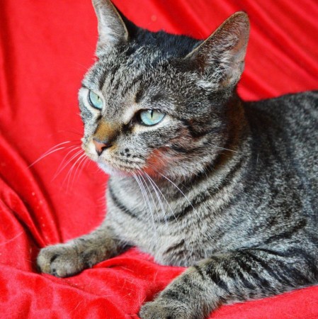 Невероятный кот Кузьма мщет дом! В дар! , Табби, Котельники, Кот в добрые руки