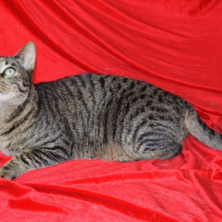 Невероятный кот Кузьма мщет дом! В дар! , Табби, Котельники, Кот в добрые руки
