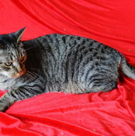 Невероятный кот Кузьма мщет дом! В дар! , Табби, Котельники, Кот в добрые руки