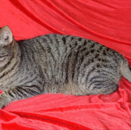 Невероятный кот Кузьма мщет дом! В дар! , Табби, Котельники, Кот в добрые руки