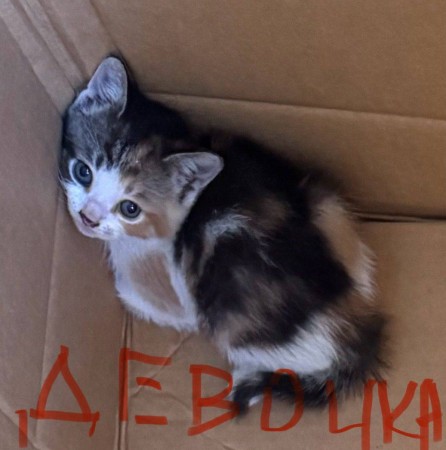 Балашиха, маленькие пушистики в поиске дома, котенок 2 месяца