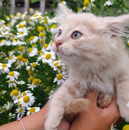 Милые котята пушистики -в добрые руки❤️❤️❤️, котенок 2 месяца