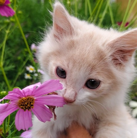 Милые котята пушистики -в добрые руки❤️❤️❤️, котенок 2 месяца