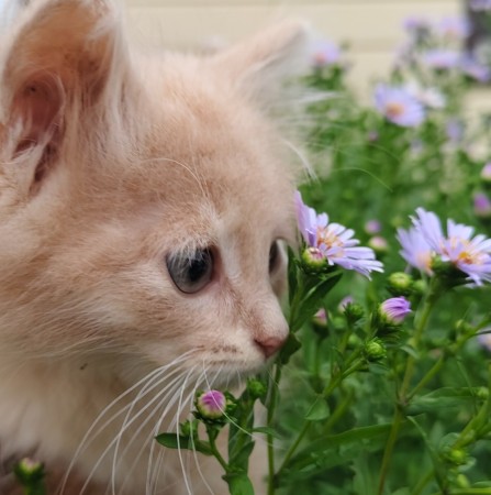 Милые котята пушистики -в добрые руки❤️❤️❤️, котенок 2 месяца