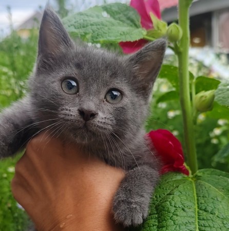 Милые котята пушистики -в добрые руки❤️❤️❤️, котенок 2 месяца