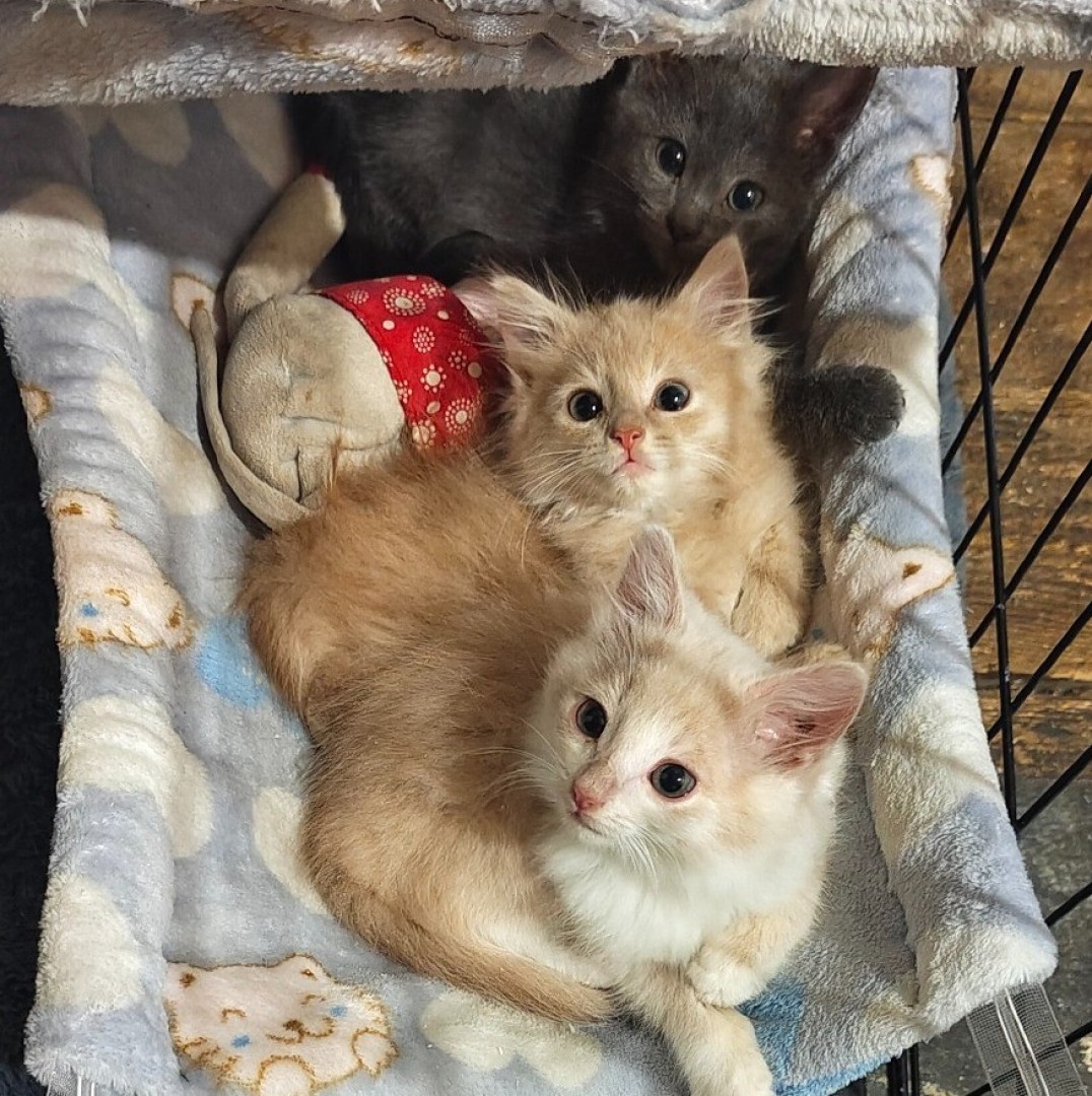 Милые котята пушистики -в добрые руки❤️❤️❤️, котенок 2 месяца