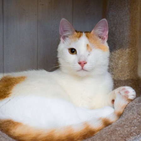 Особенный ласковый котик Митя ищет дом, Белый, Выхино, Кот в добрые руки
