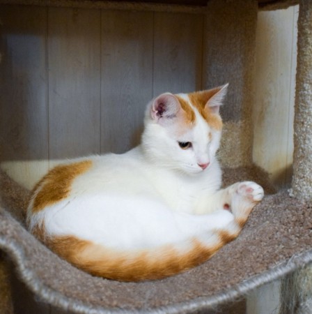 Особенный ласковый котик Митя ищет дом, Белый, Выхино, Кот в добрые руки