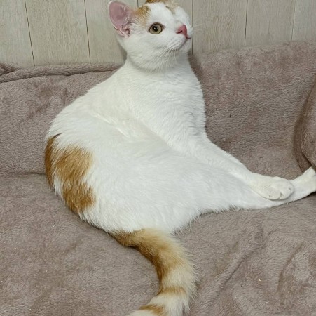 Особенный ласковый котик Митя ищет дом, Белый, Выхино, Кот в добрые руки